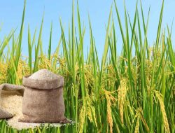 Kemarau Pengaruhi Pasokan Beras Premium Di Bandarlampung