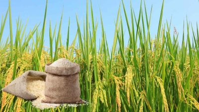 Kemarau Pengaruhi Pasokan Beras Premium Di Bandarlampung