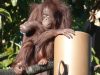 Puluhan Orang Utan di Nyaru Menteng Terserang ISPA Karena Karhutla