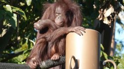 Puluhan Orang Utan di Nyaru Menteng Terserang ISPA Karena Karhutla