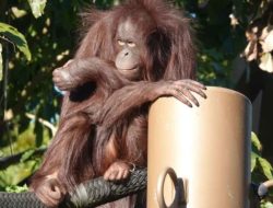 Puluhan Orang Utan di Nyaru Menteng Terserang ISPA Karena Karhutla