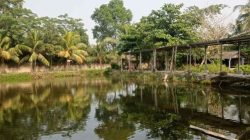 Menikmati Sensasi Mancing Tenang Wisata “Telaga Pemancingan Braya”