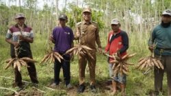 Pringsewu Targetkan Serap Ratusan Ton Singkong Jadi Bahan Baku Tepung Mocaf